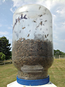 Barnstable Nzi catch