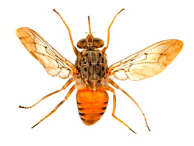 Glossina longipennis Male Nguruman