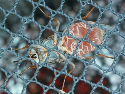 Glossina morsitans morsitans engorged with blood