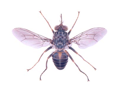 Glossina fuscipes origin Central African Republic