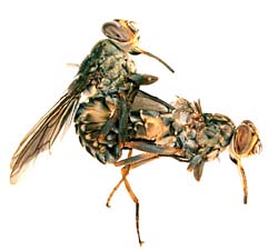 Glossina fuscipes 18k