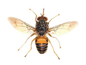 Glossina pallidipes Female Kenya