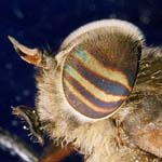 Hybomitra lasiophthalma Male