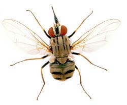 Stomoxys niger bilineatus 14k