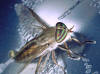 Tabanus similis 26k