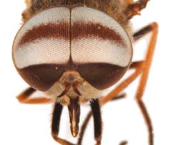 Tabanus taeniola male 17k