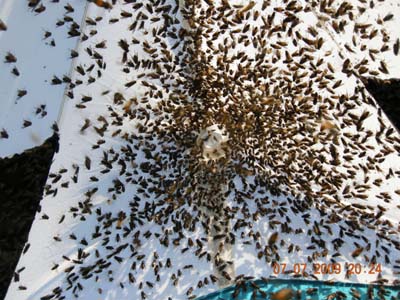 Hybomitra in Nzi trap cone NWT